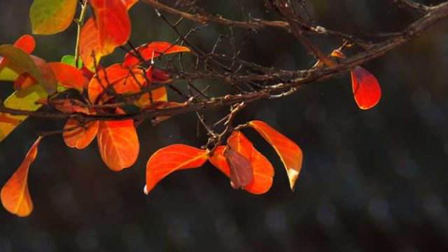 The difference between cotinus and cotinus