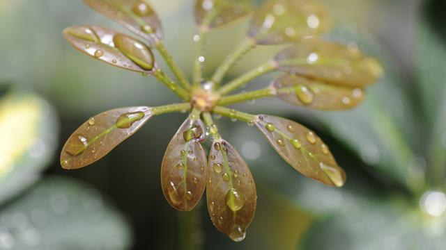 The difference between Schefflera and fortune tree