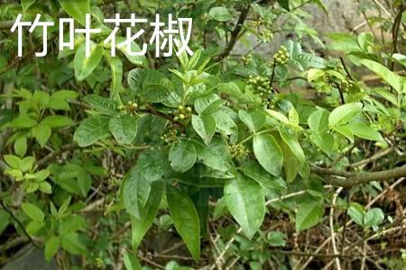 Bamboo leaf pepper