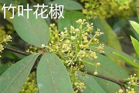 Zanthoxylum bungeanum