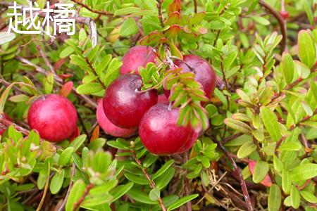 lingonberry