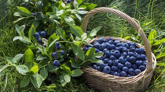 The difference between bilberries and blueberries