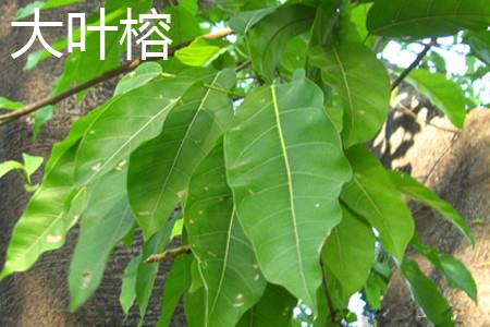 Big Leaf Ficus