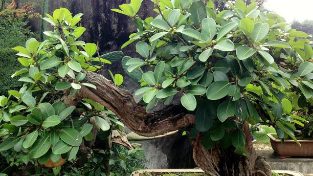 The difference between Ficus alpine and Ficus macrophylla