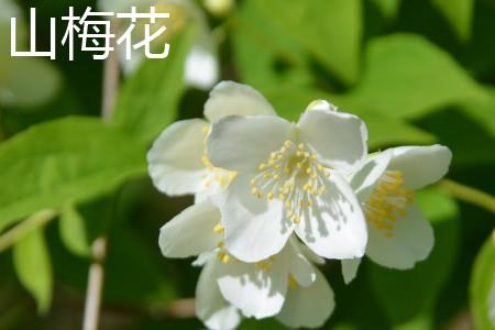 Mountain Plum Blossom