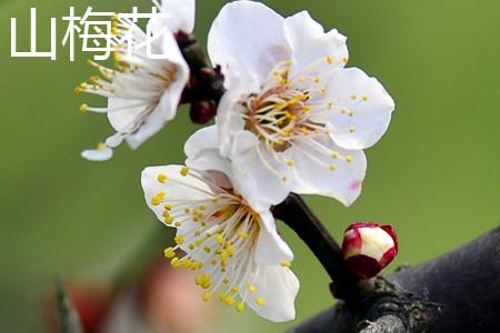 Mountain Plum Blossom