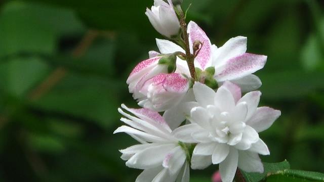 The difference between catalpa and mountain plum blossoms