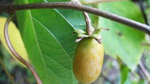 The difference between soft date kiwifruit and Gezizao kiwifruit