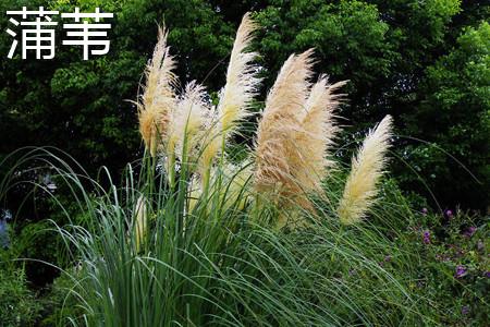 Pampas grass