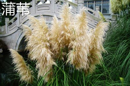 Pampas grass