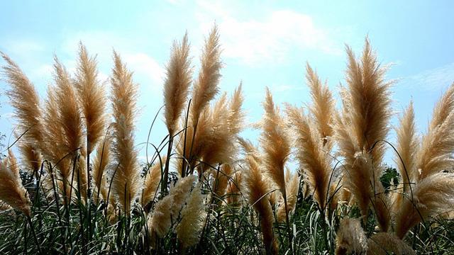 The difference between pampas grass and miscanthus