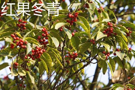 Red Fruit Holly