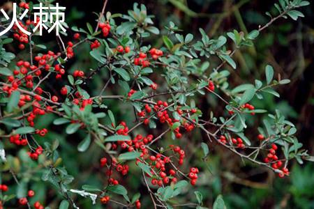 Pyracantha