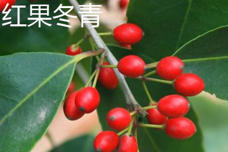 Red Fruit Holly