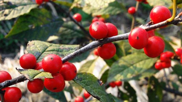 The difference between red holly and pyracantha