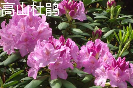 Alpine Rhododendron