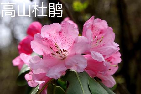 Alpine Rhododendron