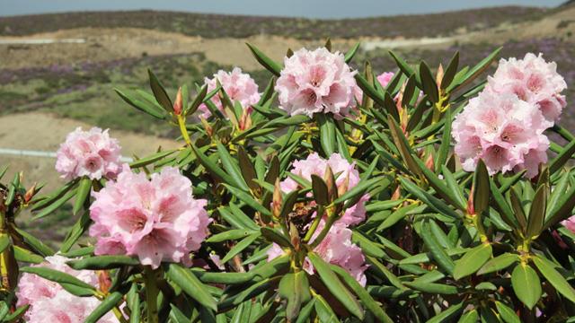 The difference between Alpine Rhododendron and Rhododendron