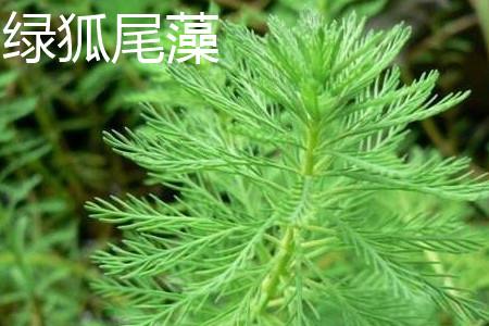 Green Myriophyllum