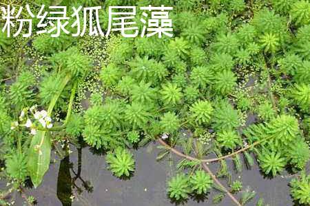 Pink-green Myriophyllum