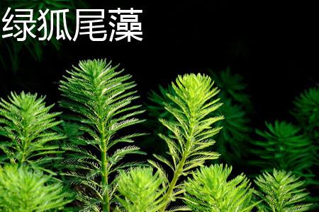 Green Myriophyllum