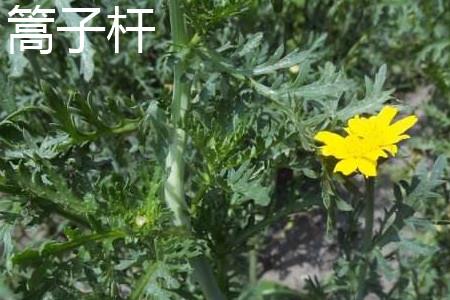 Artemisia stalks are blooming.jpg