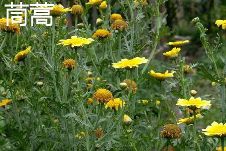 Chrysanthemum chrysanthemum blooms.jpg