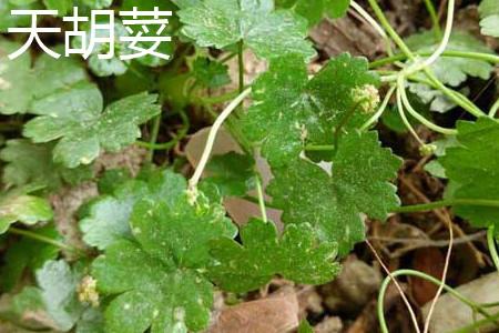 Heavenly Coriander