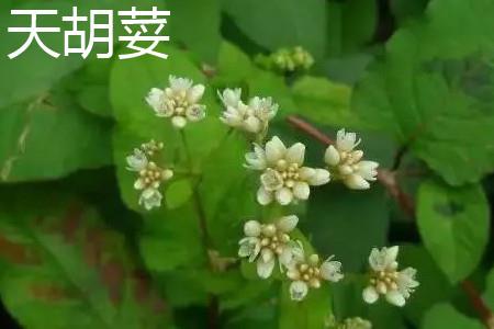 Heavenly Coriander