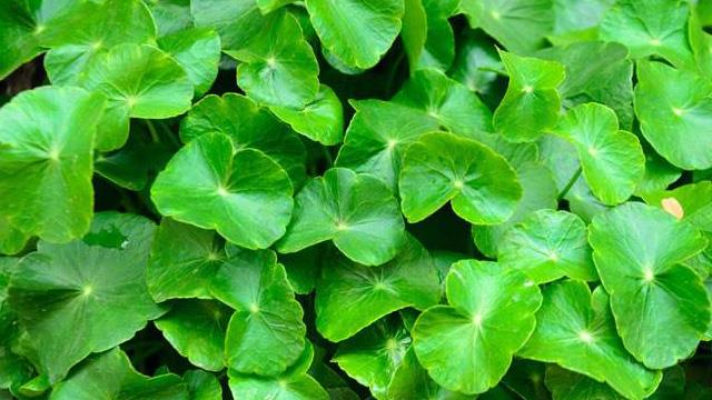 The difference between coriander and centella asiatica