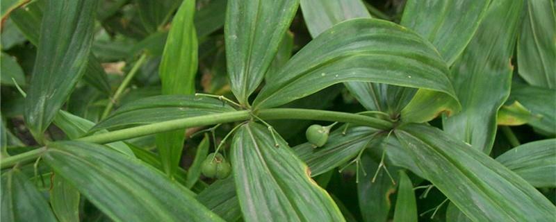 The difference between Polygonatum and Rehmannia glutinosa