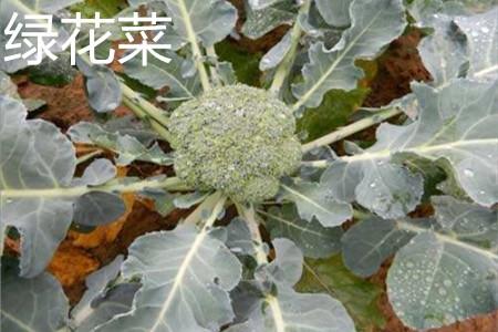 Green cauliflower leaves.jpg