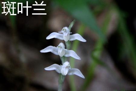 Vege-leaf orchid