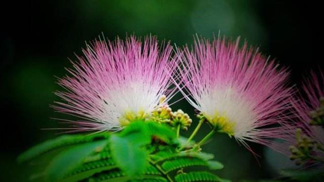 The difference between rain tree and albizia tree