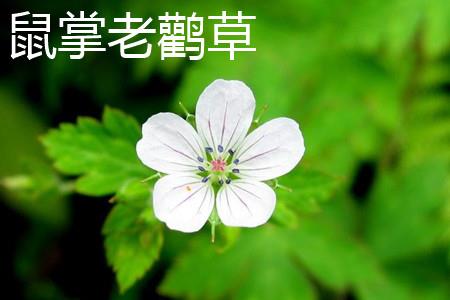 Rat's Palm Geranium