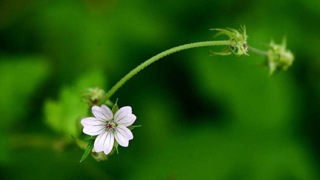 The difference between rat palm geranium and geranium