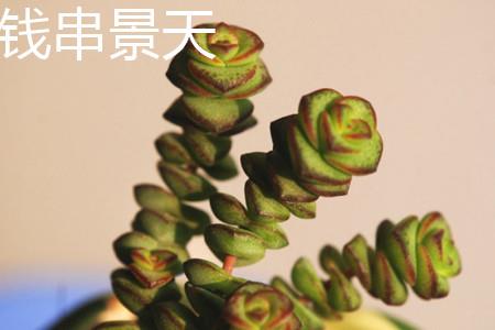 Qian Chuan Sedum