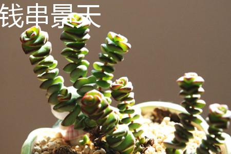 Qianchuan Sedum