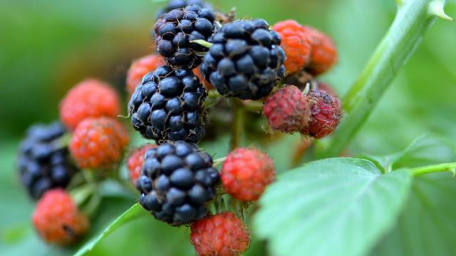 The difference between Mao berries and raspberries