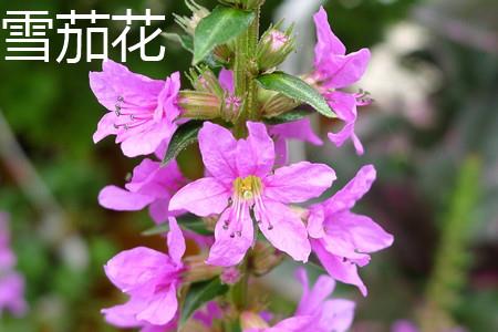 Cigar Flower