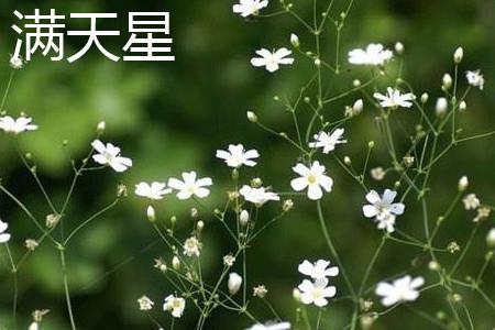 Gypsophila