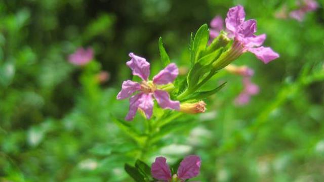 The difference between cigar flowers and baby's breath