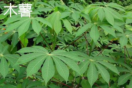 Cassava