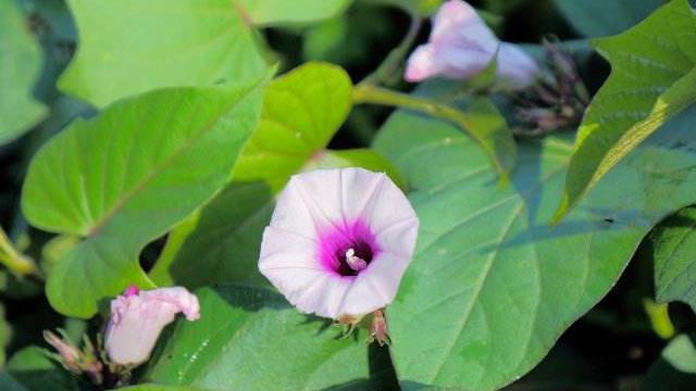 The difference between cassava and sweet potato