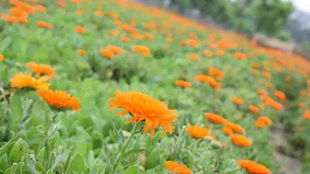 The difference between calendula and honeysuckle