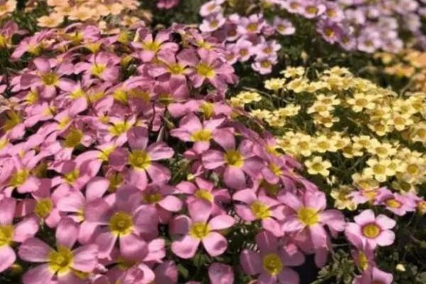 This kind of flower can live in a pot. It blooms into a colorful waterfall in a month, and the gods will praise it when they come!