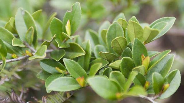 The difference between ivory trees and beach trees