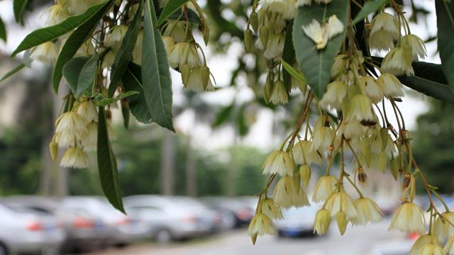 The difference between sharp-leaf Duying and big-leaf Duying