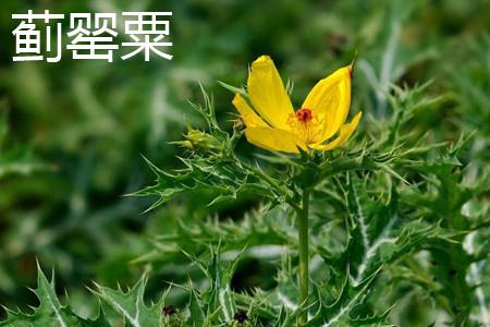 Thistle Poppy