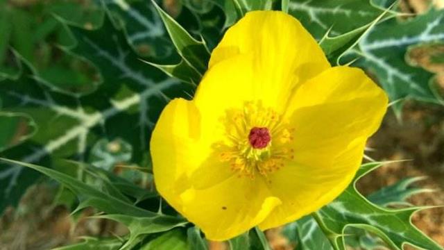 The difference between thistle poppy and wild poppy